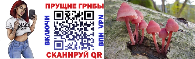 Купить где  Новотроицк  Псилоцибиновые грибы GOLDEN TEACHER 